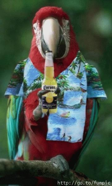 Chillinparrot.jpg