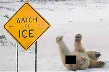BearIce2.jpg