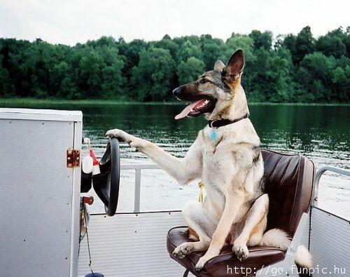 CaptainDog.jpg