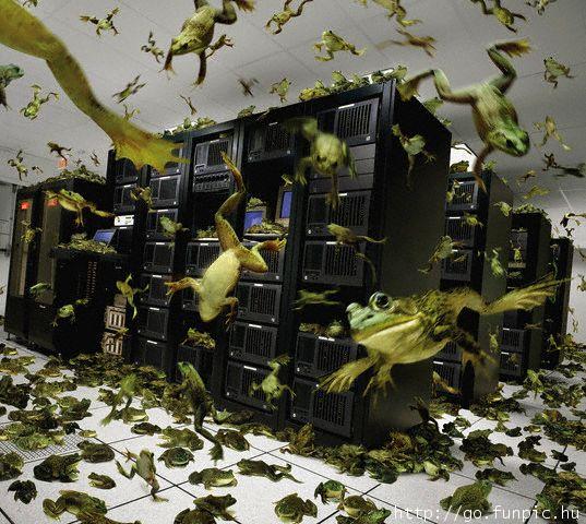 Frogsvscomputer.jpg
