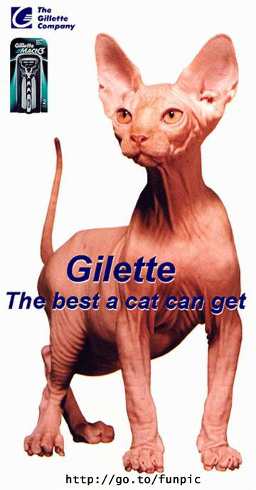 Gilettecat.jpg