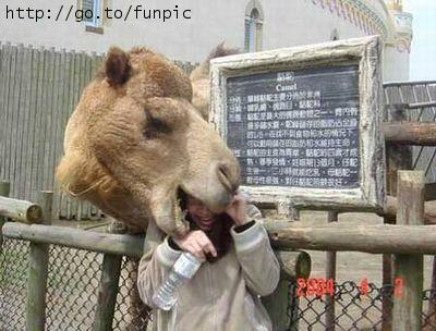 Maneatingcamel.jpg