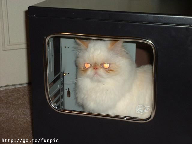 Catinoven.jpg