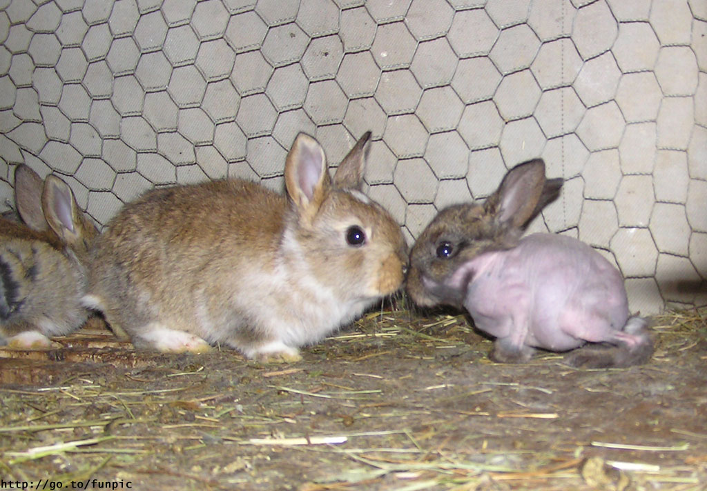 Nakedrabbit.jpg