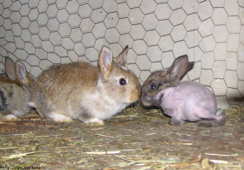Nakedrabbit1.jpg
