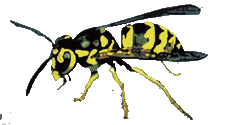 wasptransback.gif
