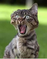 crazy_cat.jpg