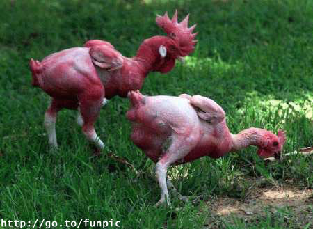 Nakedchickens.jpg