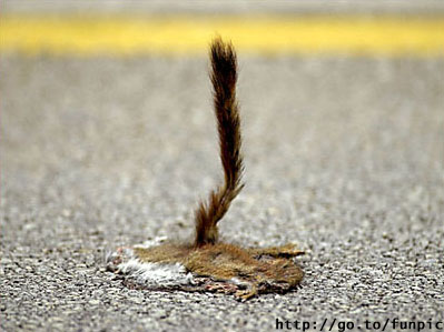 Rundownsquirrel.jpg