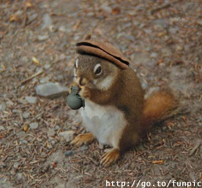 Squirrelcommando.jpg