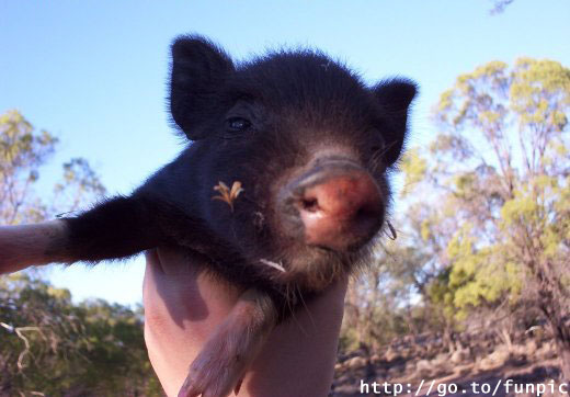 Nakedpig.jpg