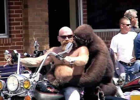 bikergorilla.jpg