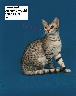 catty.jpg