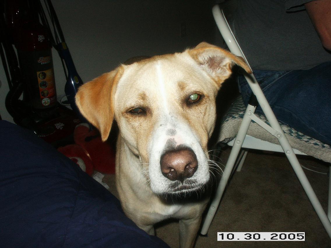 dogage.jpg