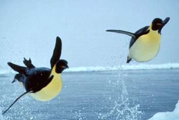 flyingpenguins.jpg
