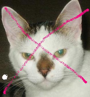 cat.jpg