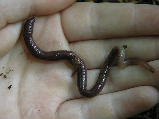 Worm.jpg