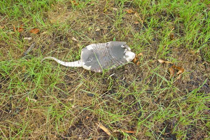 Armadillodead1.jpg