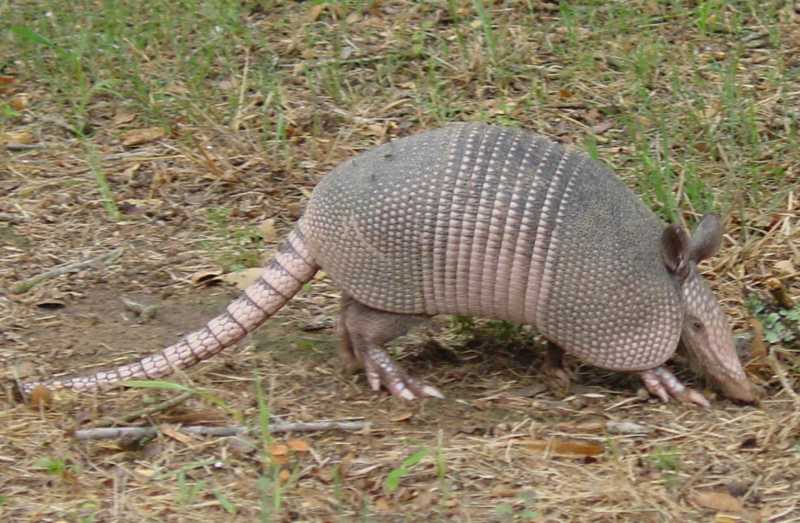 Armadillo1.jpg