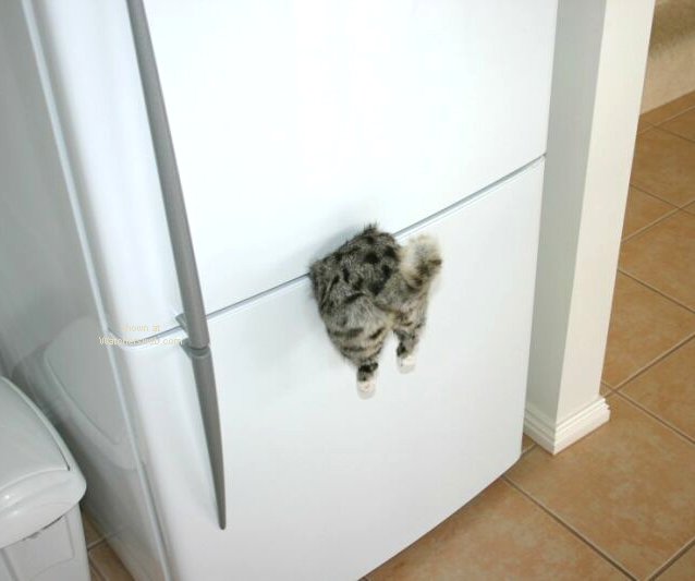 nikscat.jpg