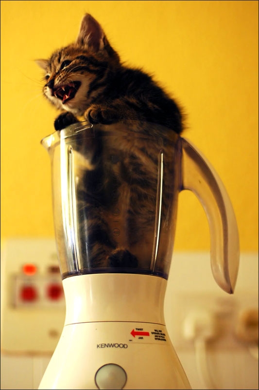 kittysmoothie.jpg