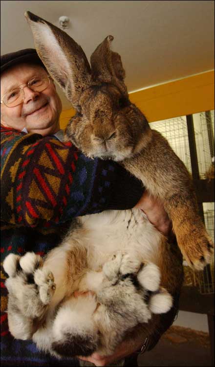 bigwabbit.jpg