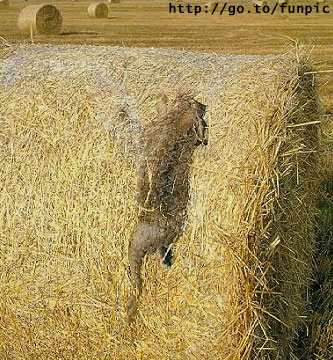 Coyoteinhaybail.jpg