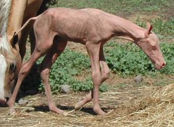 nakedhorsepalomino.jpg