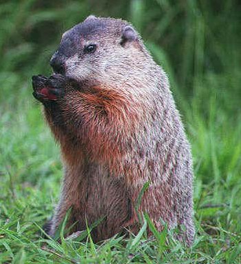 groundhog16_13.jpg