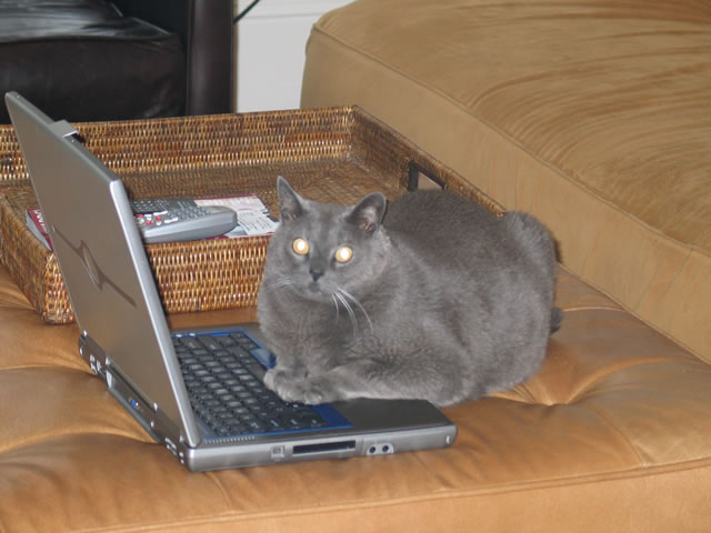 catcomp.jpg