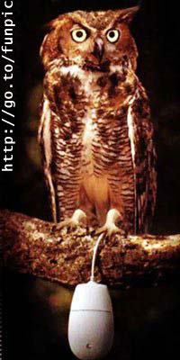 Owlwithmouse.jpg