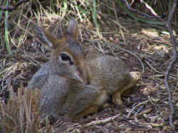 dik_dik_2_small.jpg