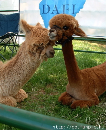 nakedllama.jpg