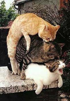 catthreesome.jpg