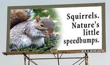 squirrels..edbumps.jpg