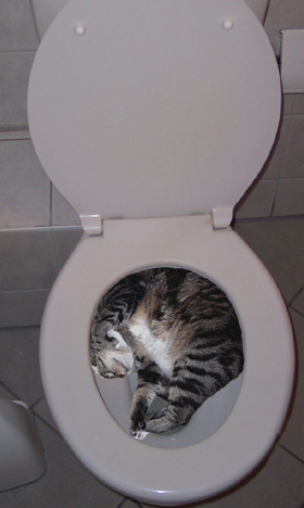 cat1.jpg