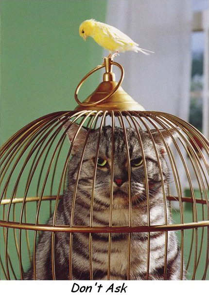 cat3.jpg