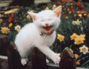 happylaughingcat.gif