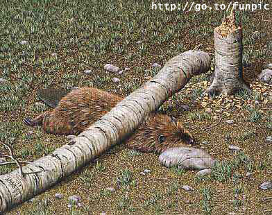 Beaverdeath.jpg