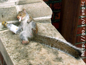 Squirrelbum.jpg