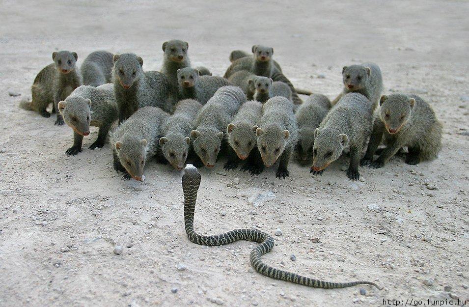 Cobravsmongeese.jpg