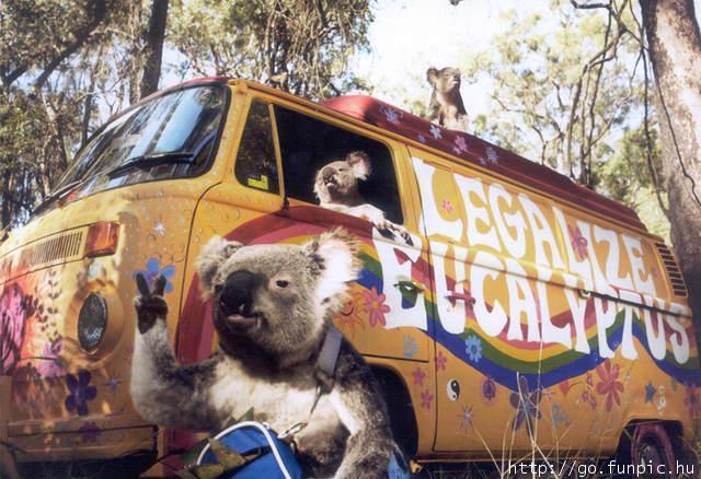 LegalizeEucalyptus.jpg