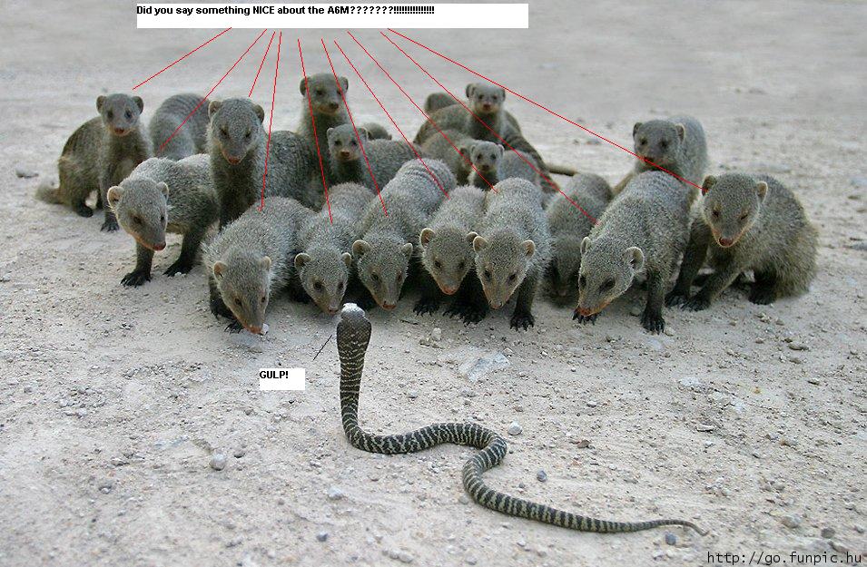 mongoose.jpg