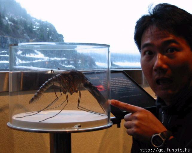 Bigmosquitoes.jpg