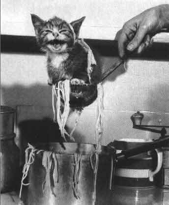 Kittypasta.jpg