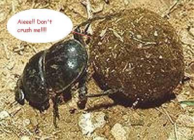 dungbeetle.jpg