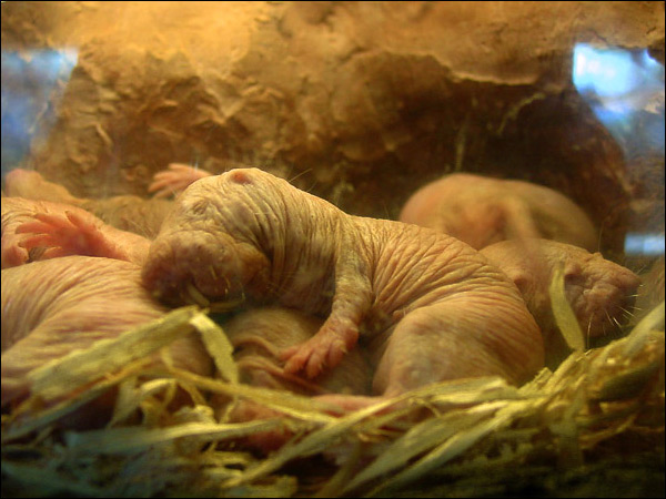naked_mole_rat3.jpg
