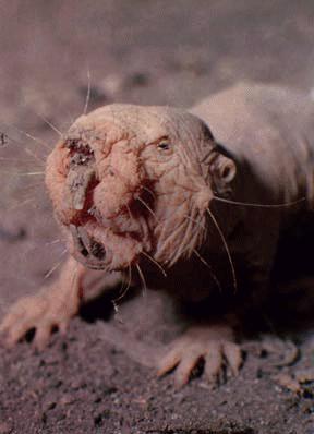 Nakedmolerat2.jpg