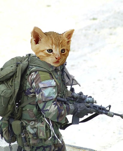 zzzzcatsolider.jpg
