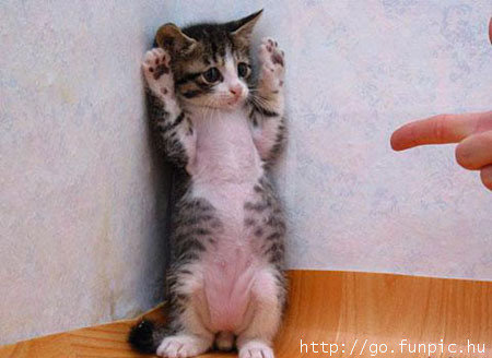 Cat burglar captured.jpg